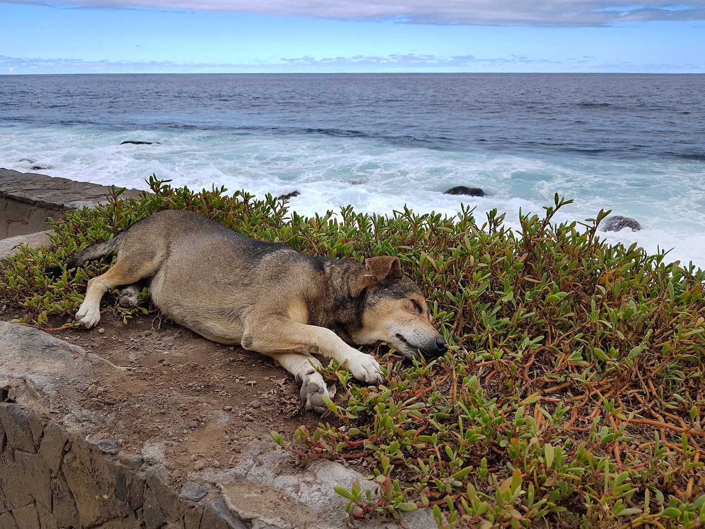 paul-lazydog.jpg