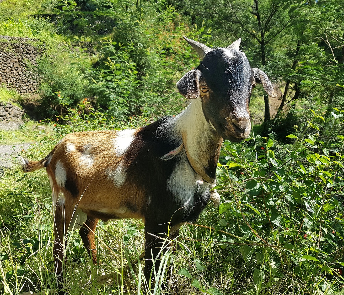 picocruz106-goat.jpg