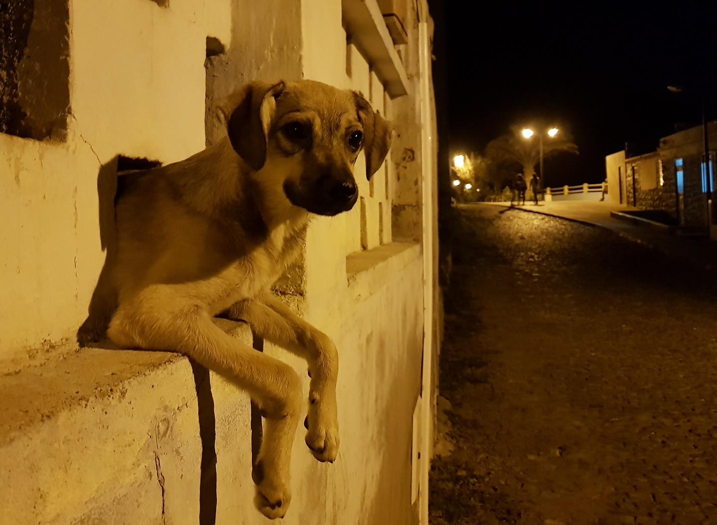 pontasol-dog.jpg