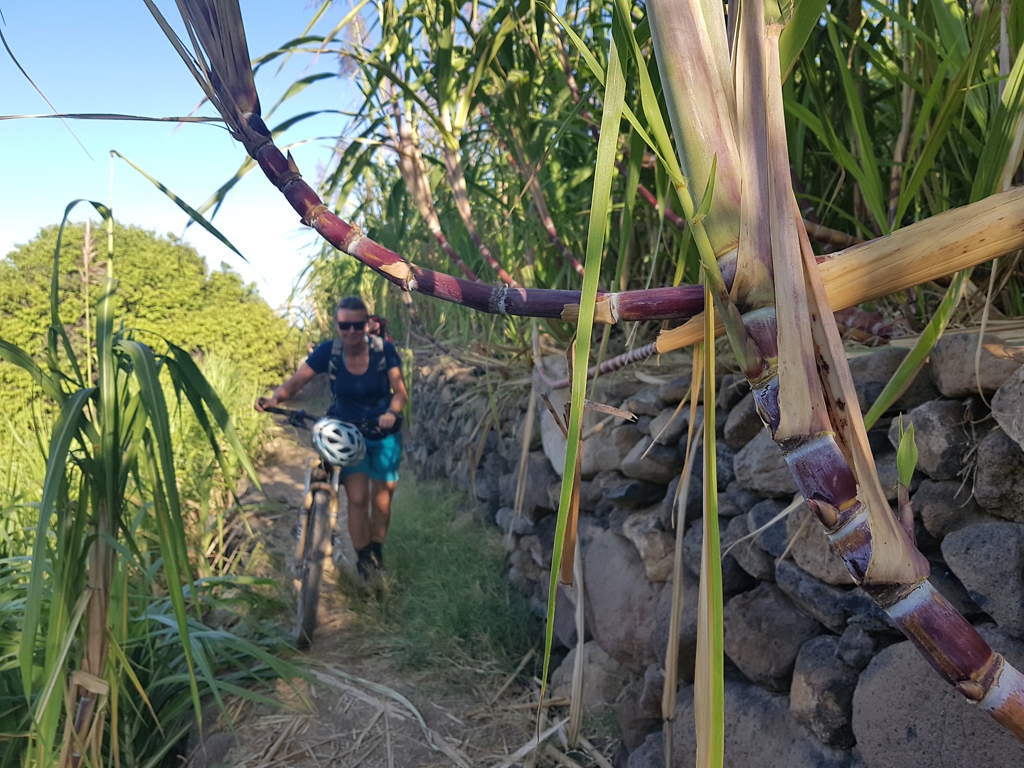 ribeiracruz-sugarcane.jpg