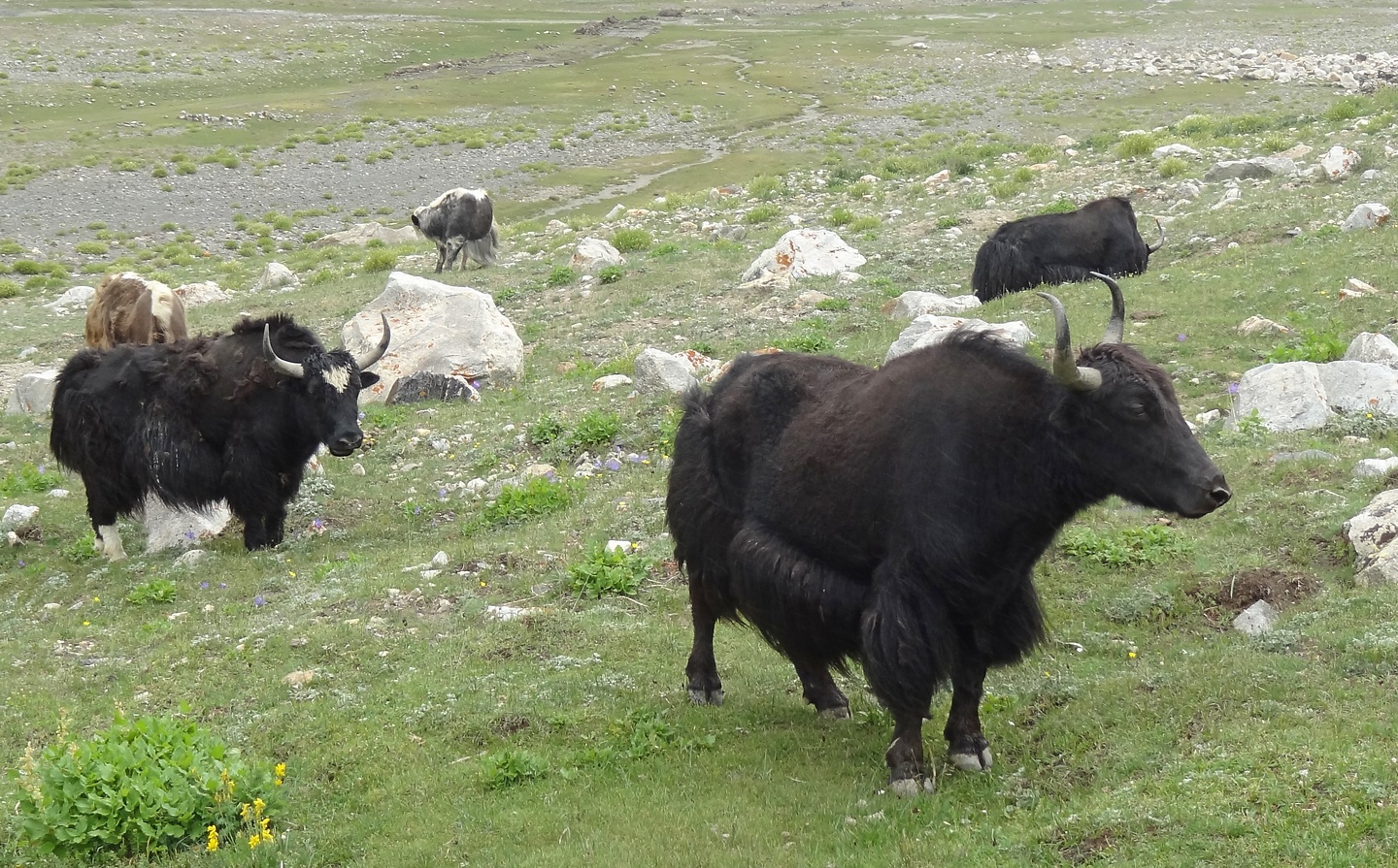 shingola-yaks.jpg