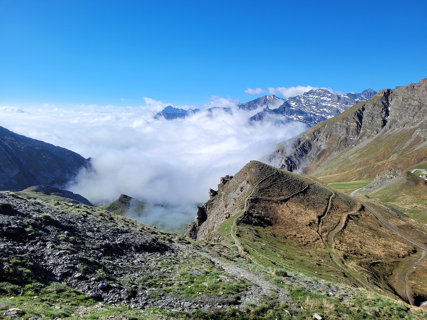 agnello-col1.jpg