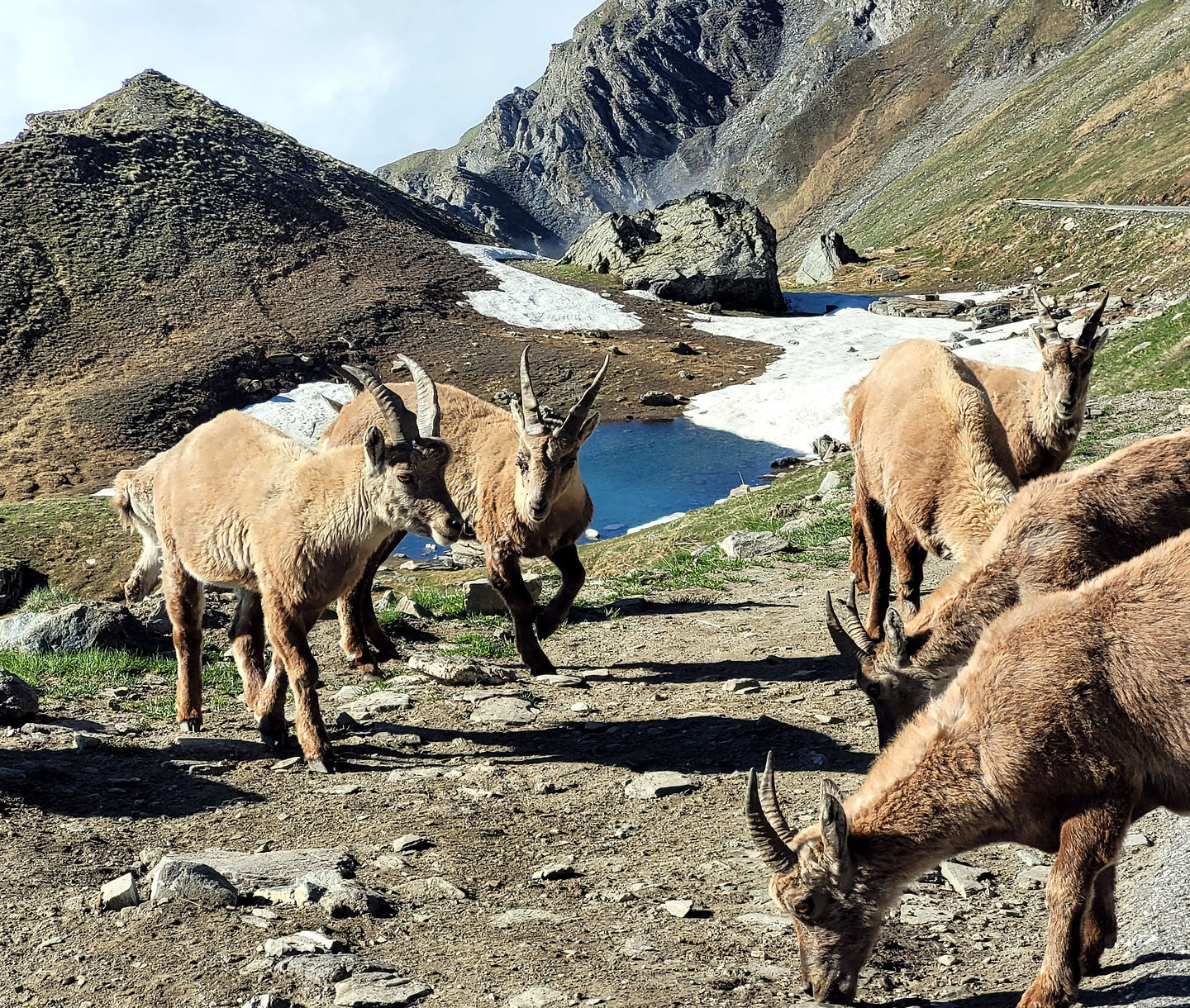 agnello-steinbock2.jpg