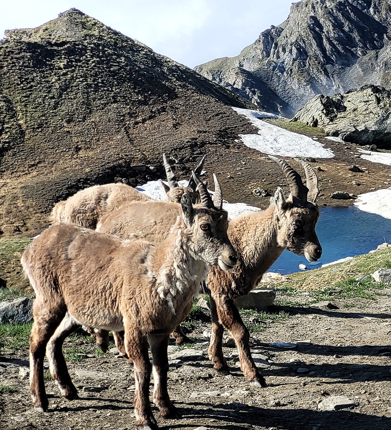 agnello-steinbock3.jpg