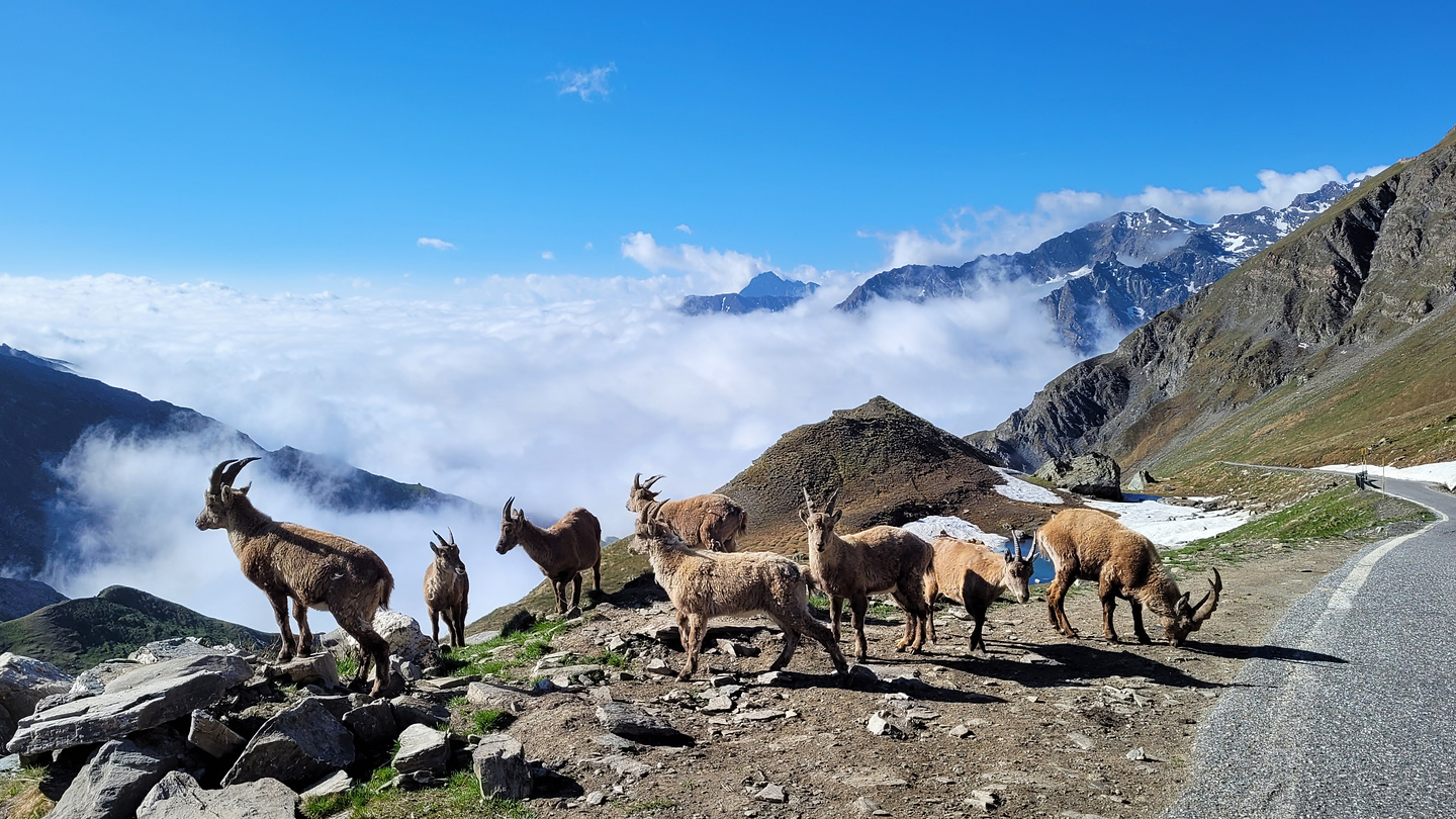 agnello-steinbock4.jpg