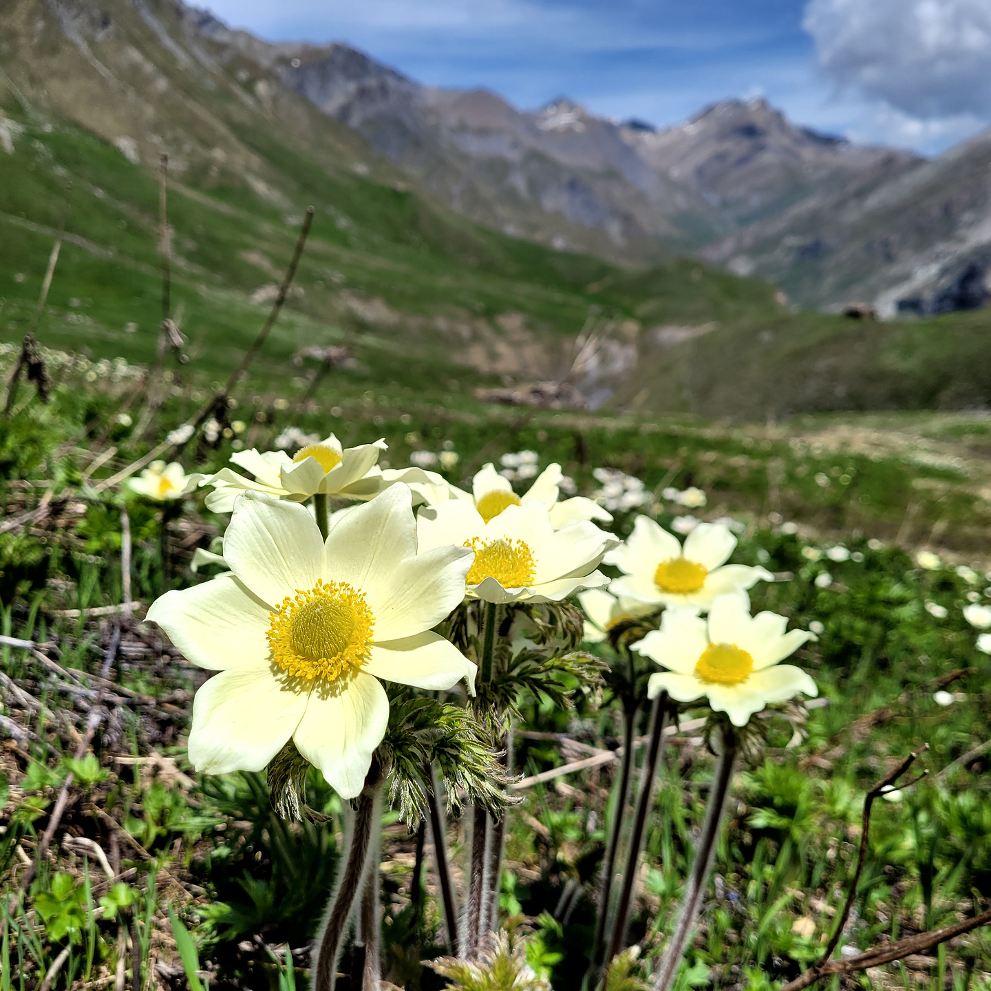 colletta-trail4.jpg