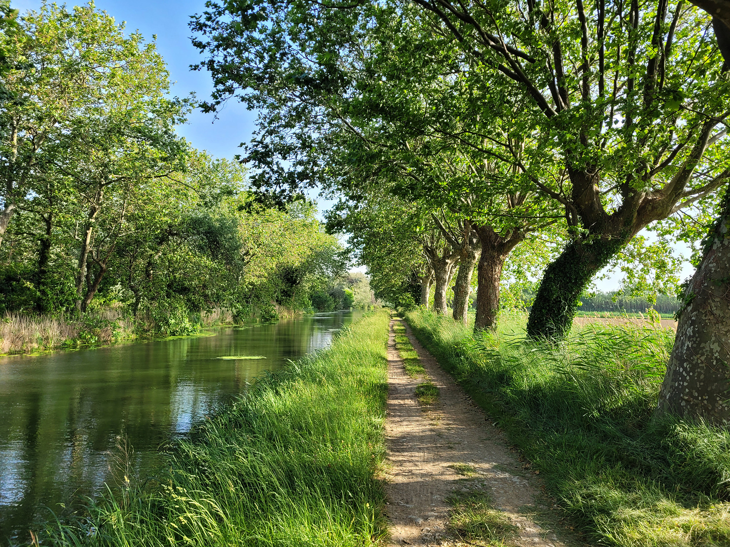 narbonne-cyclepath5.jpg