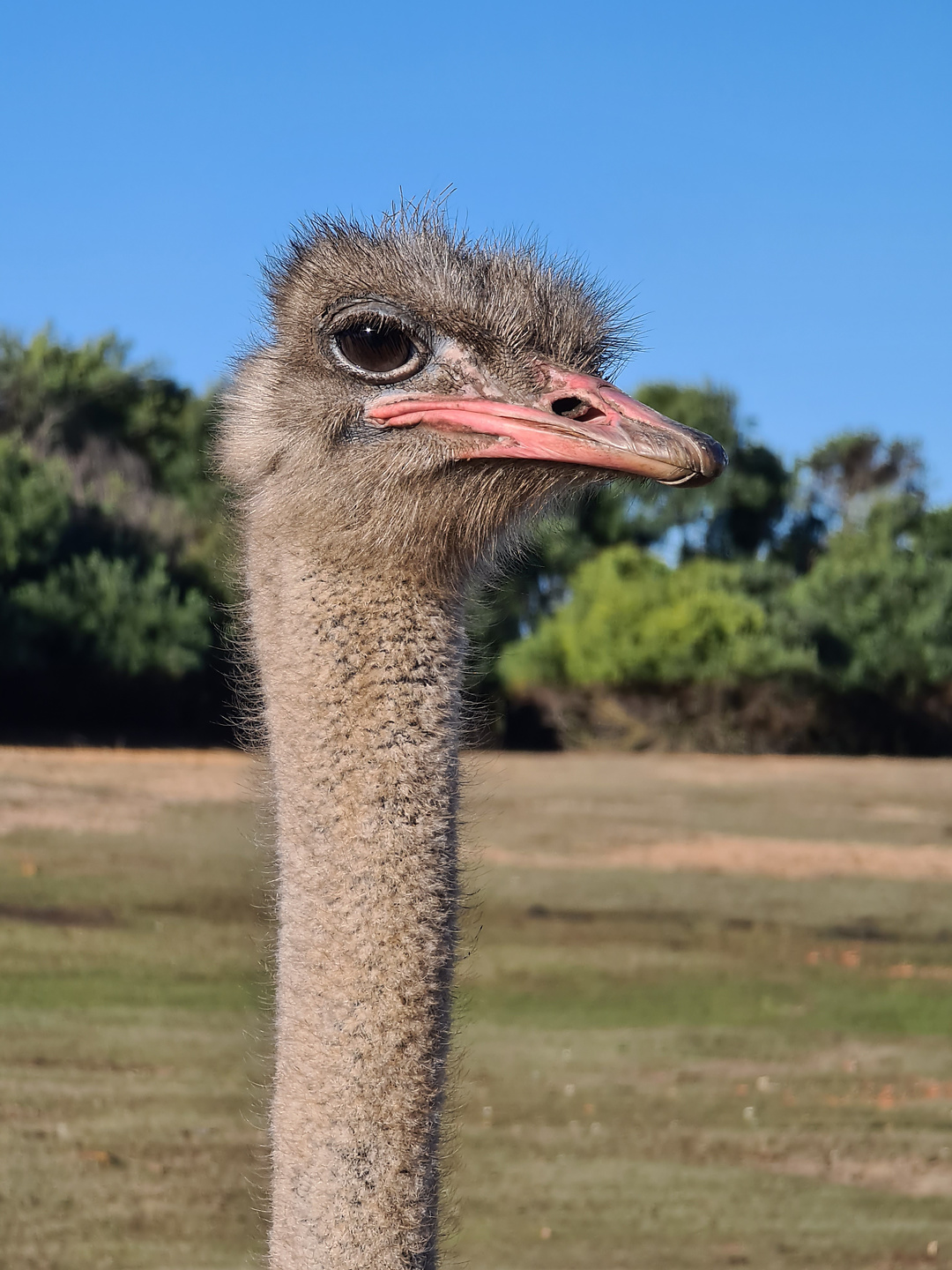 odeceixe-bird.jpg