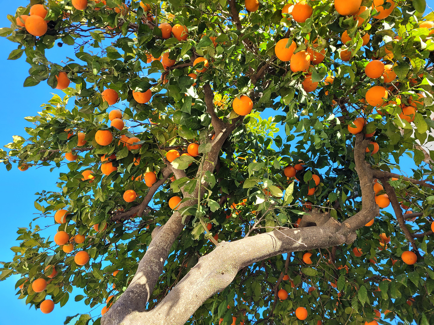 sanjose-orangetree.jpg