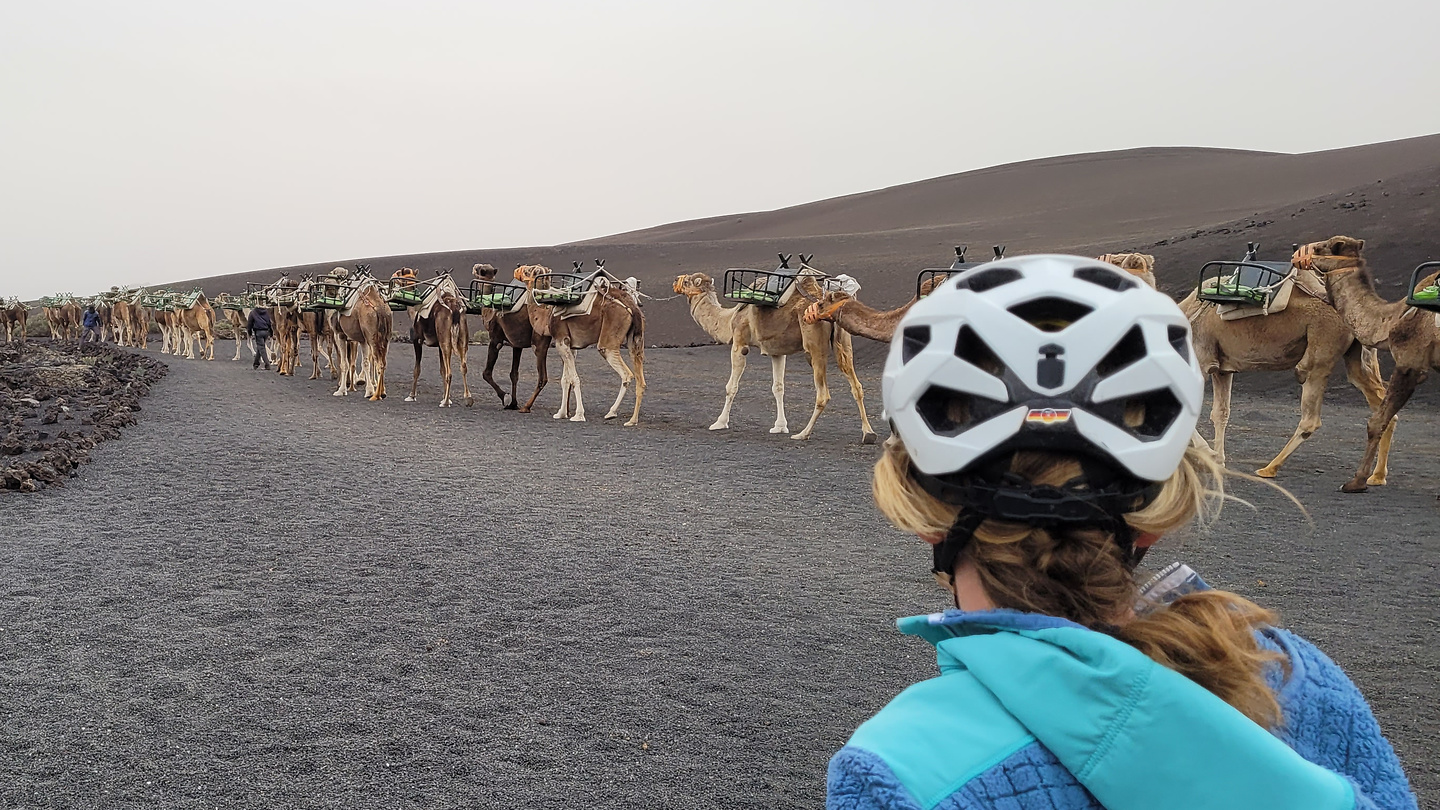 timanfaya-camels1.jpg