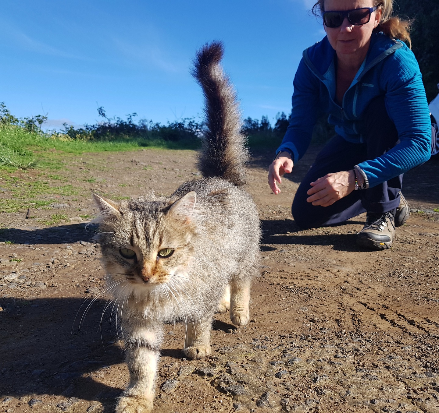 portocruz-kettlecat.jpg