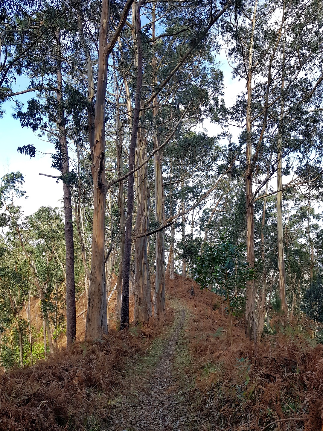 portocruz-trail5.jpg