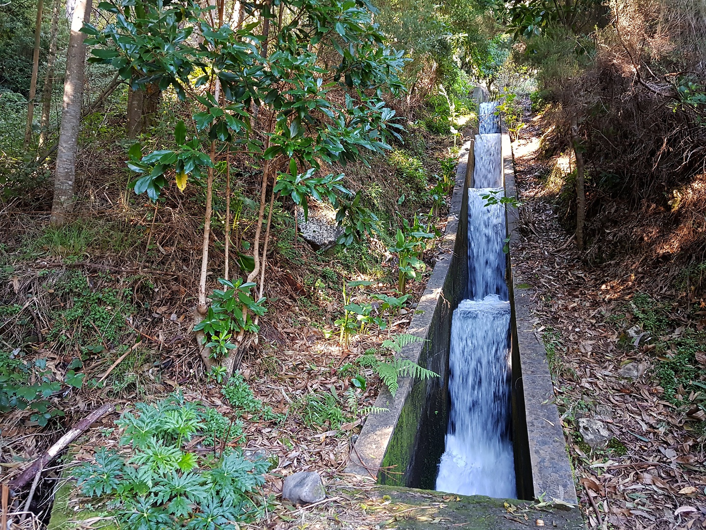 rosario-levadafall.jpg