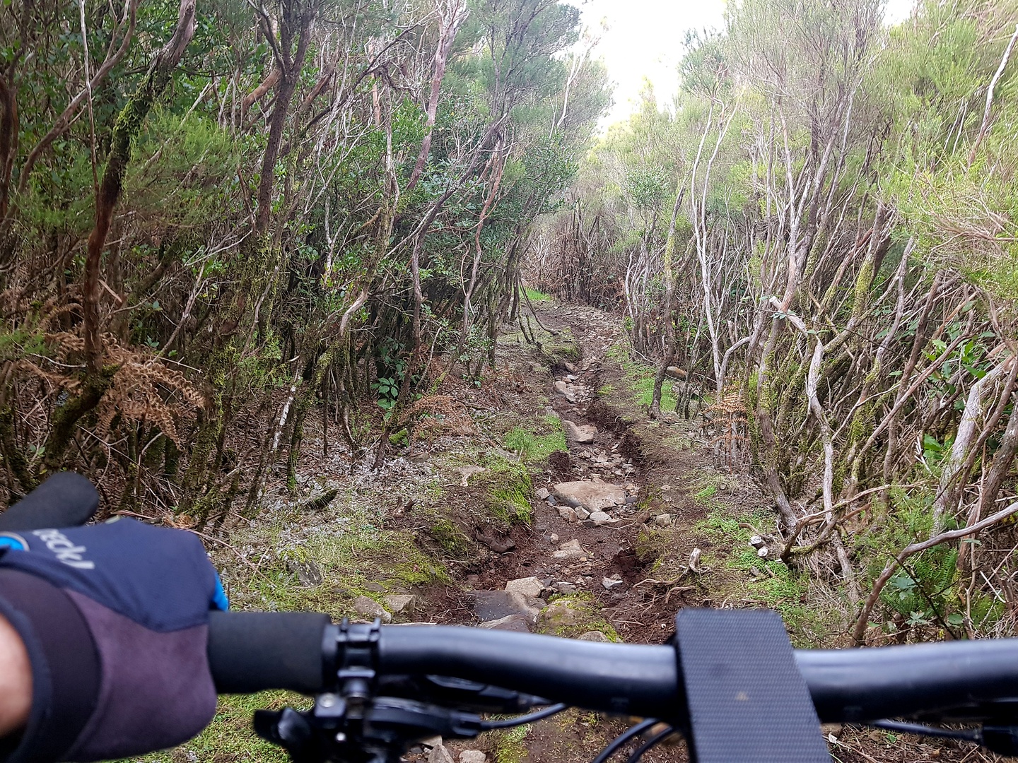 vacas-trail1.jpg