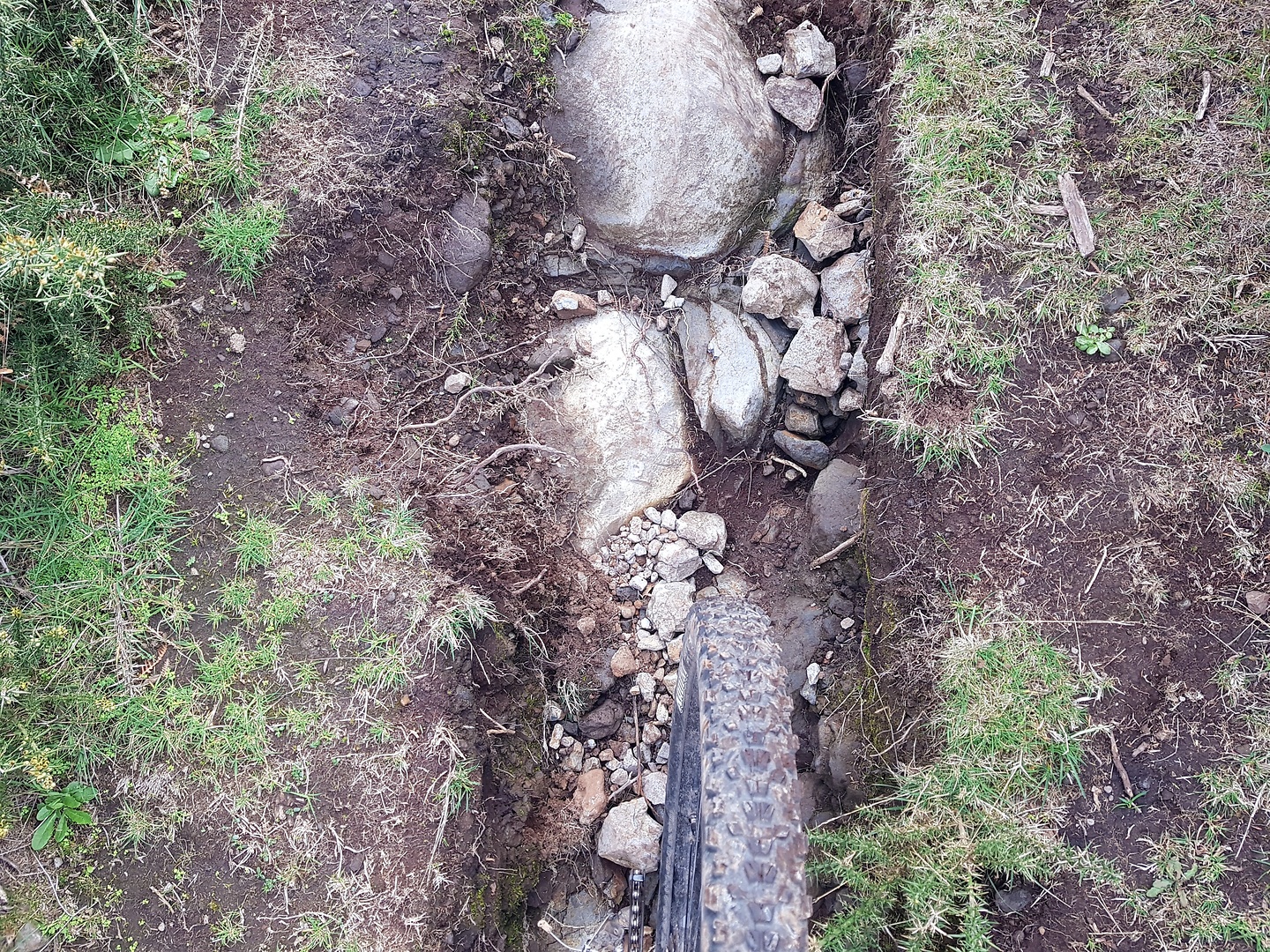 vacas-trail2.jpg