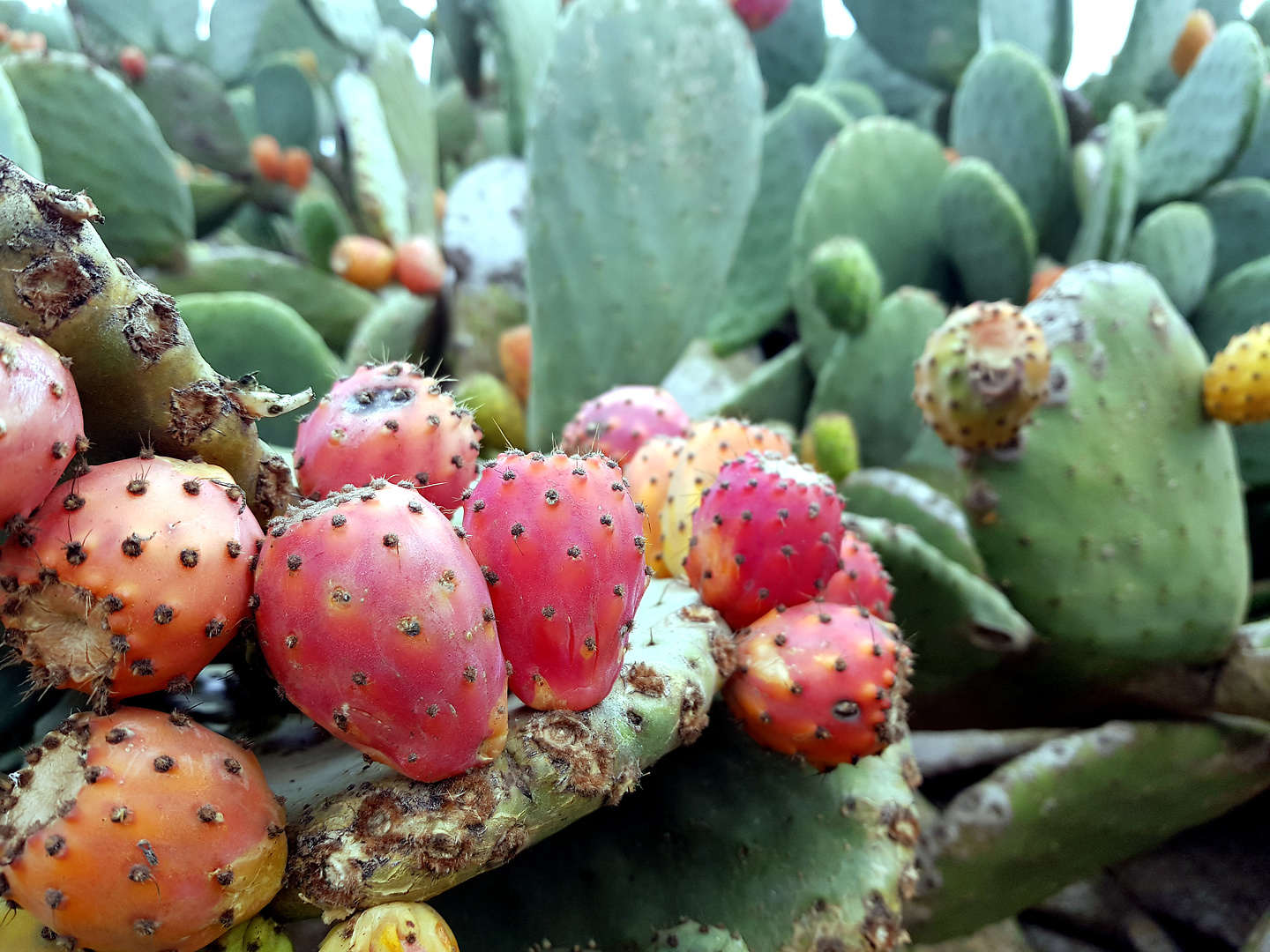ventejis-cactus.jpg