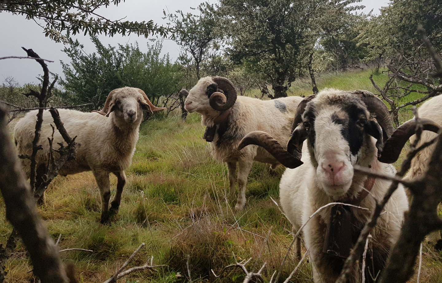 ventejis-sheep.jpg