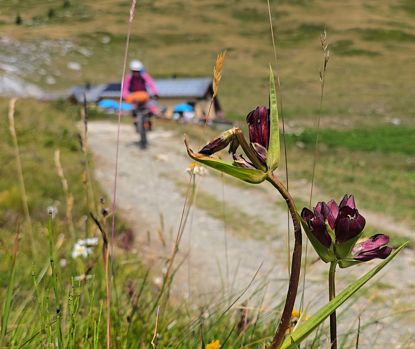 areche-trail3.jpg