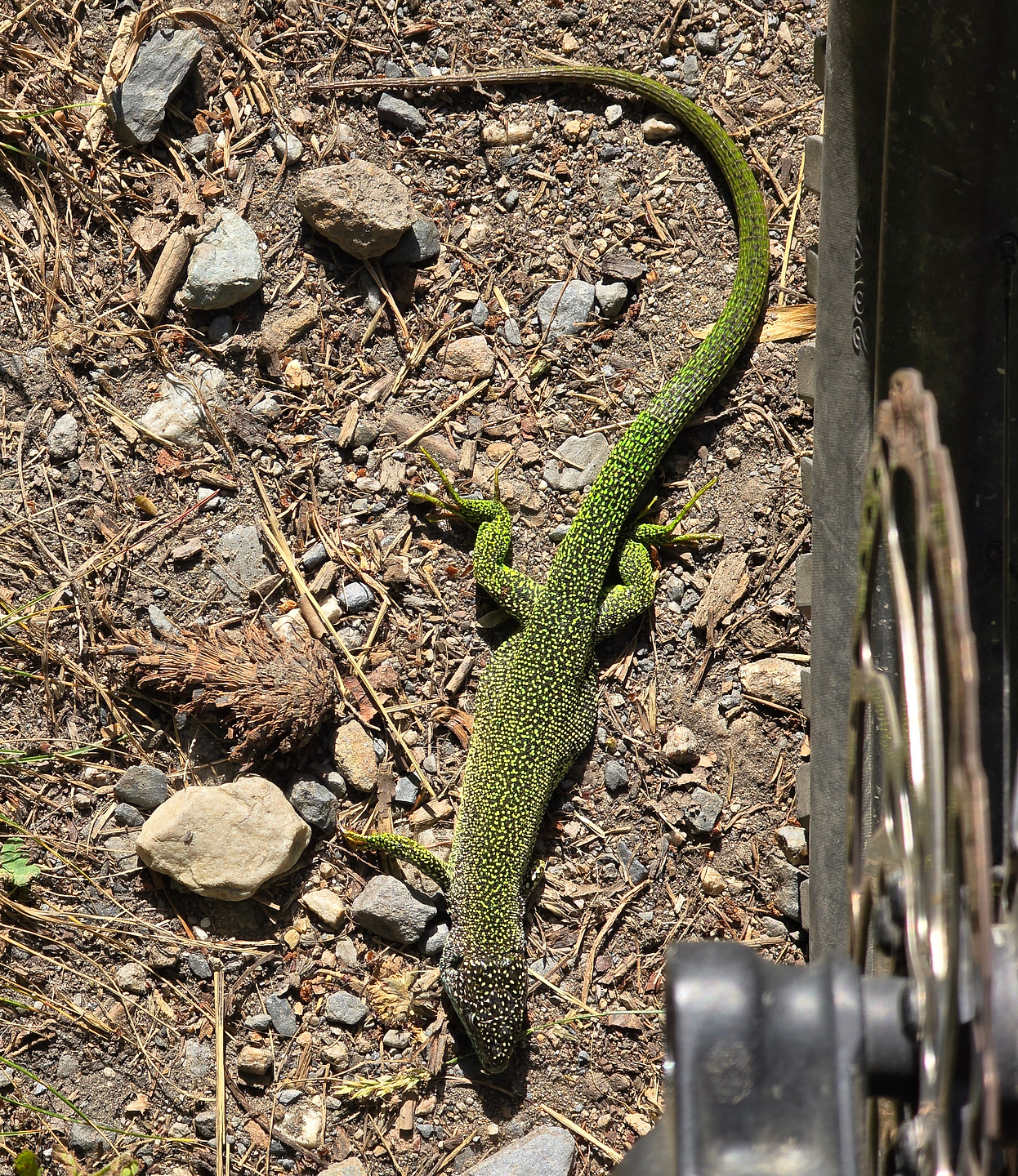 colpisse-trail6.jpg