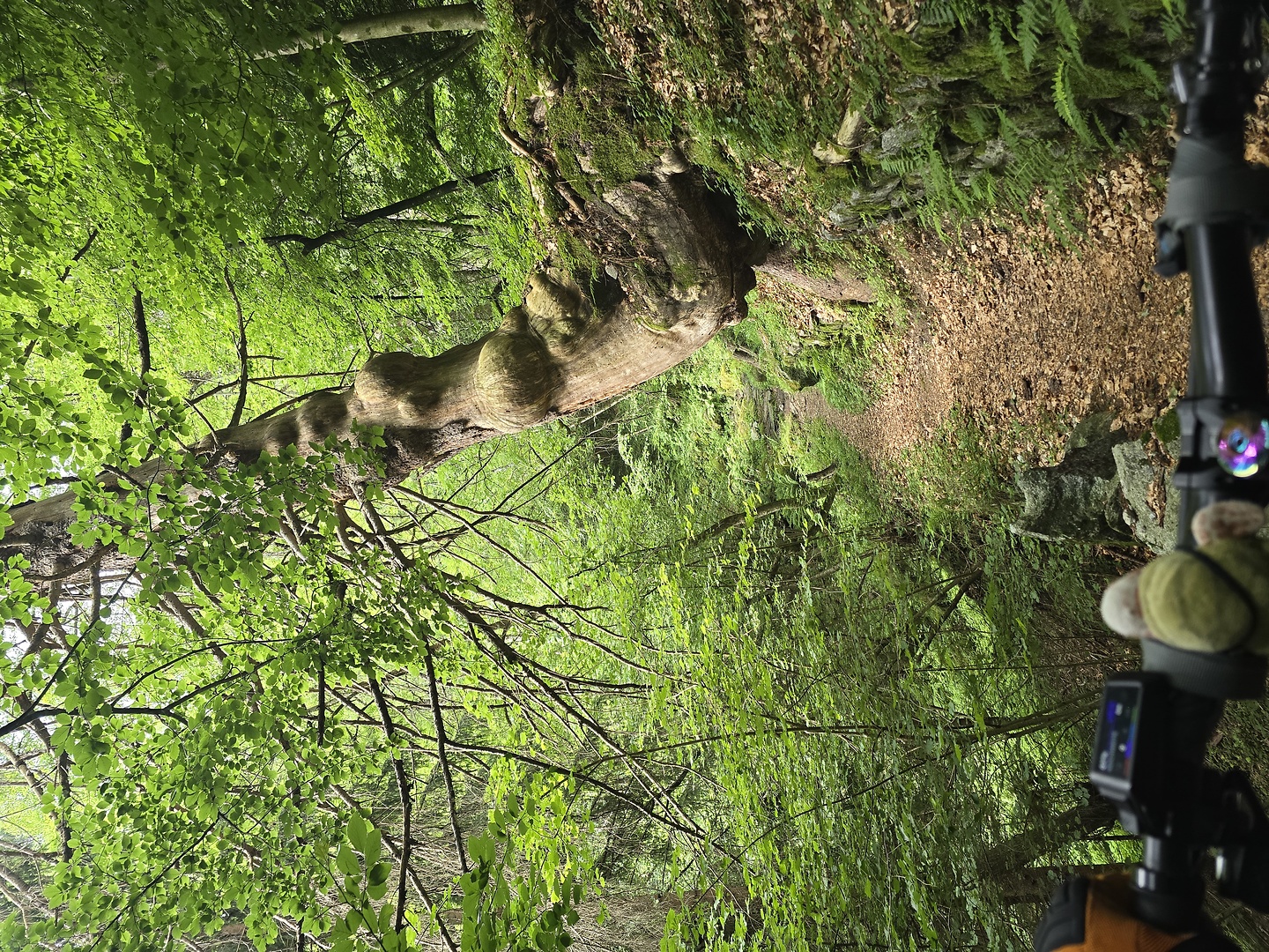 croveo-trail8.jpg