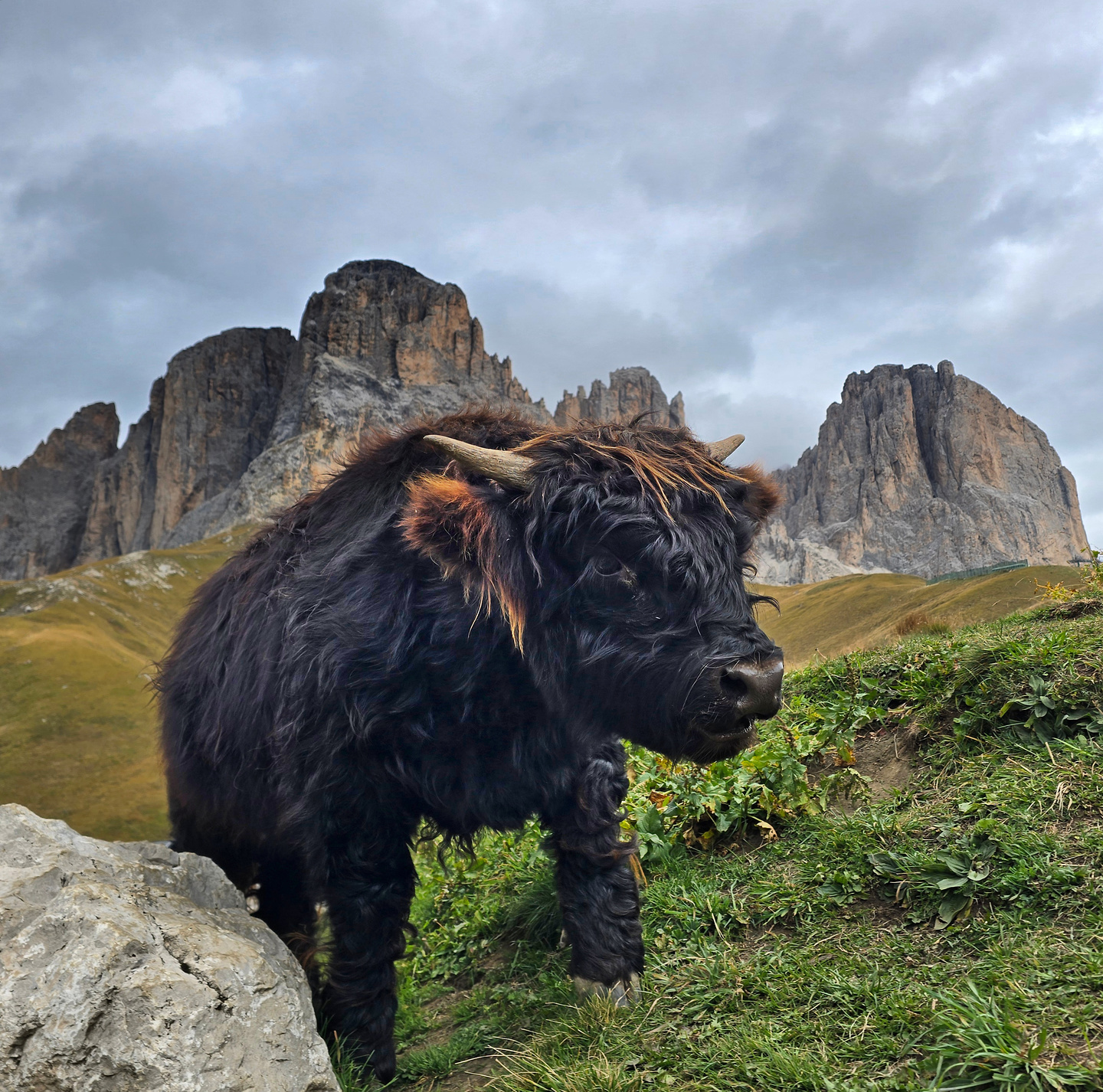 friedrichaugust-yak1.jpg