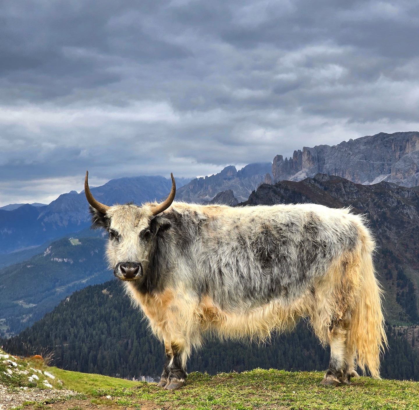 friedrichaugust-yak2.jpg