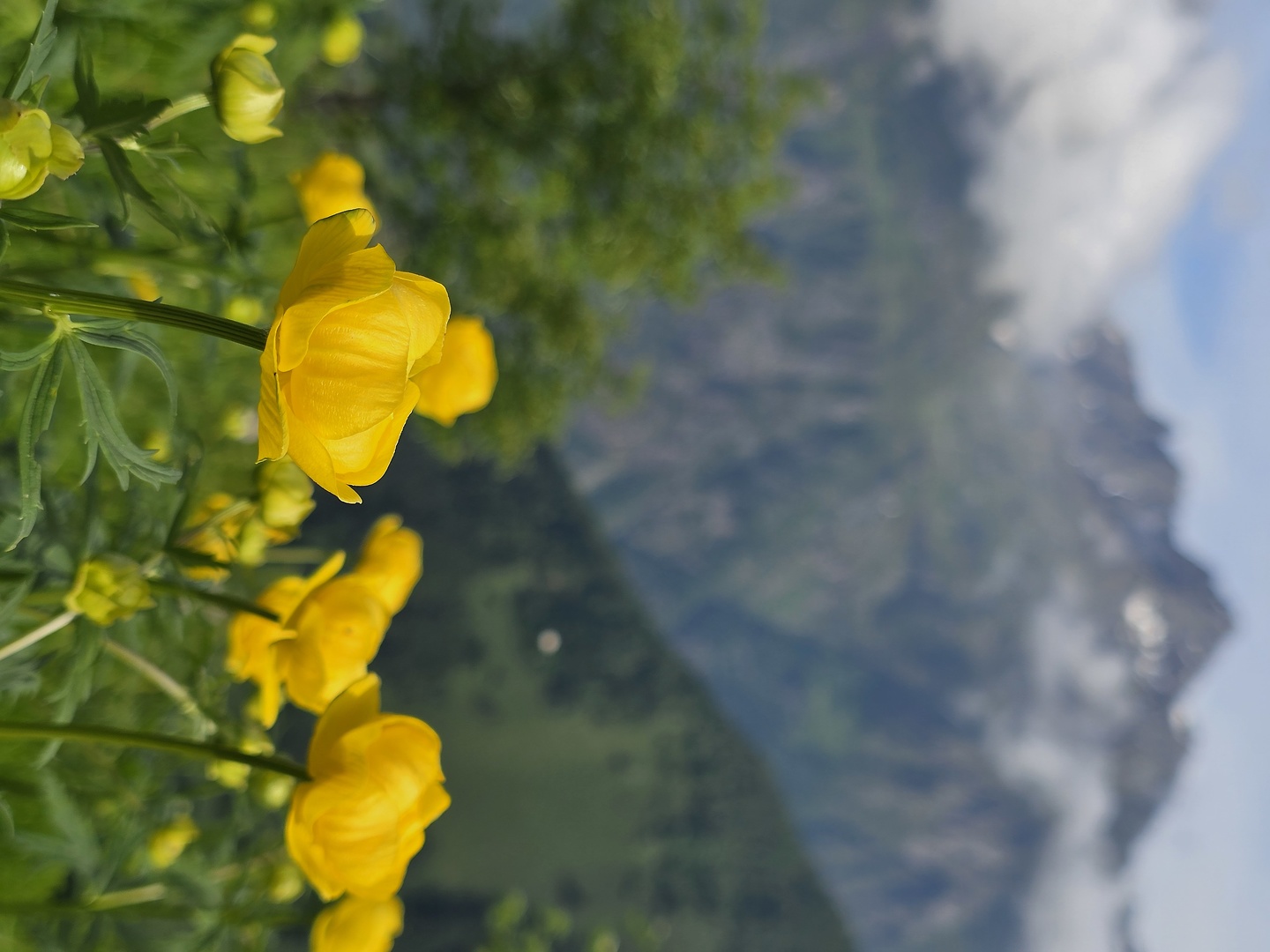 manina-passo3.jpg