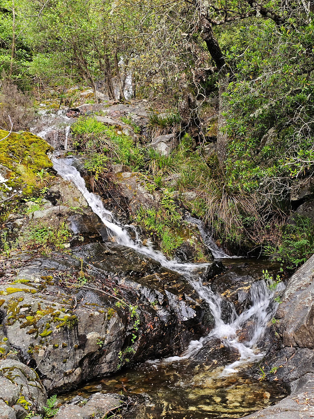 olinie-trail6.jpg