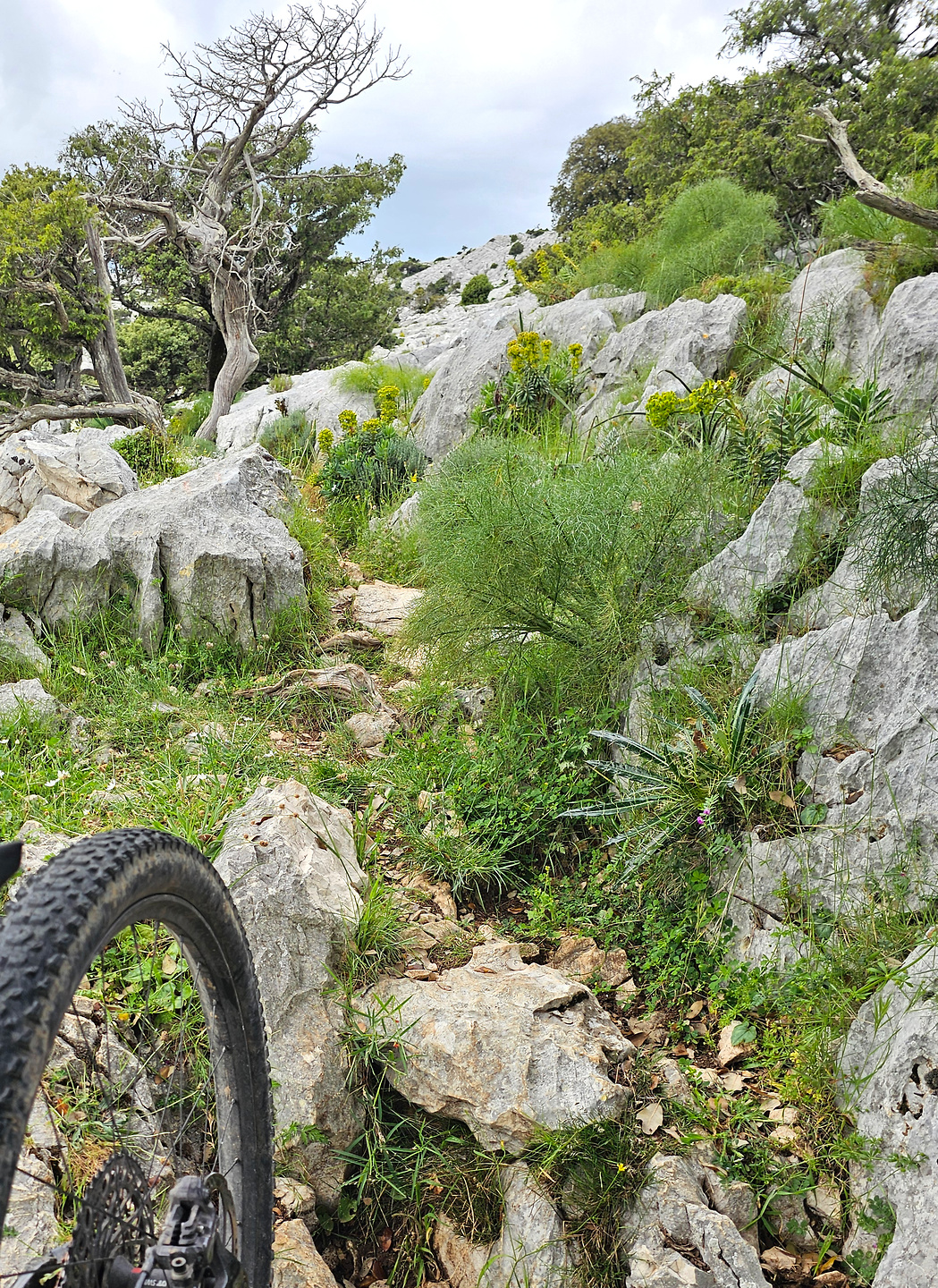 pradu405-trail11.jpg