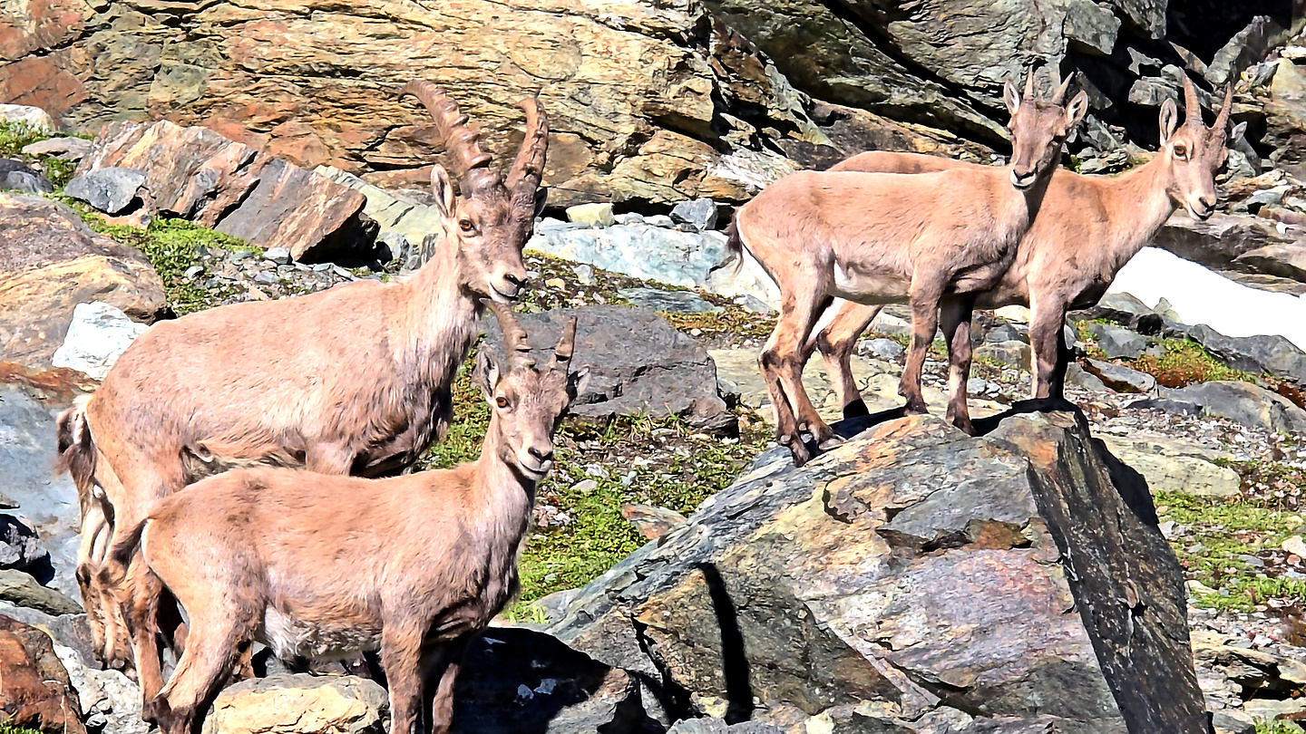 zermatt-gletschertrail8.jpg