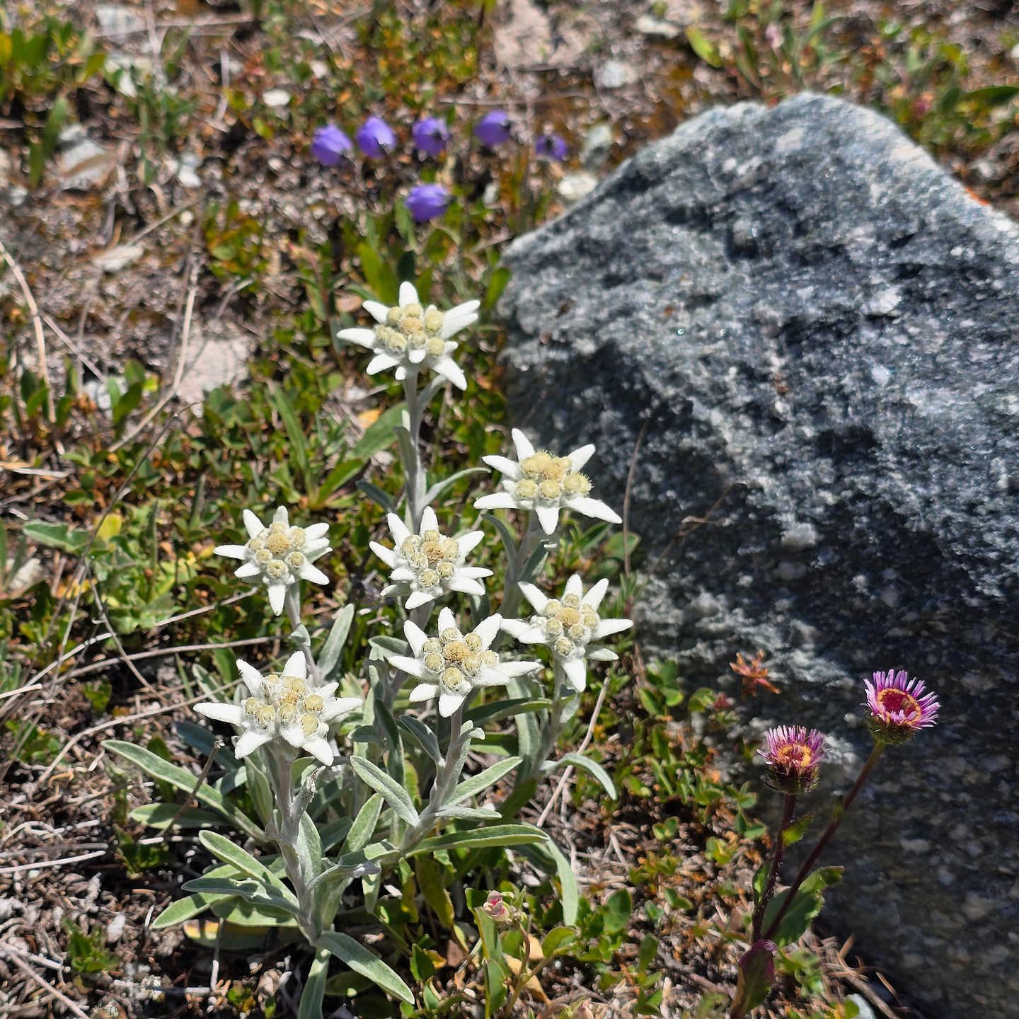 zermatt-trail19.jpg