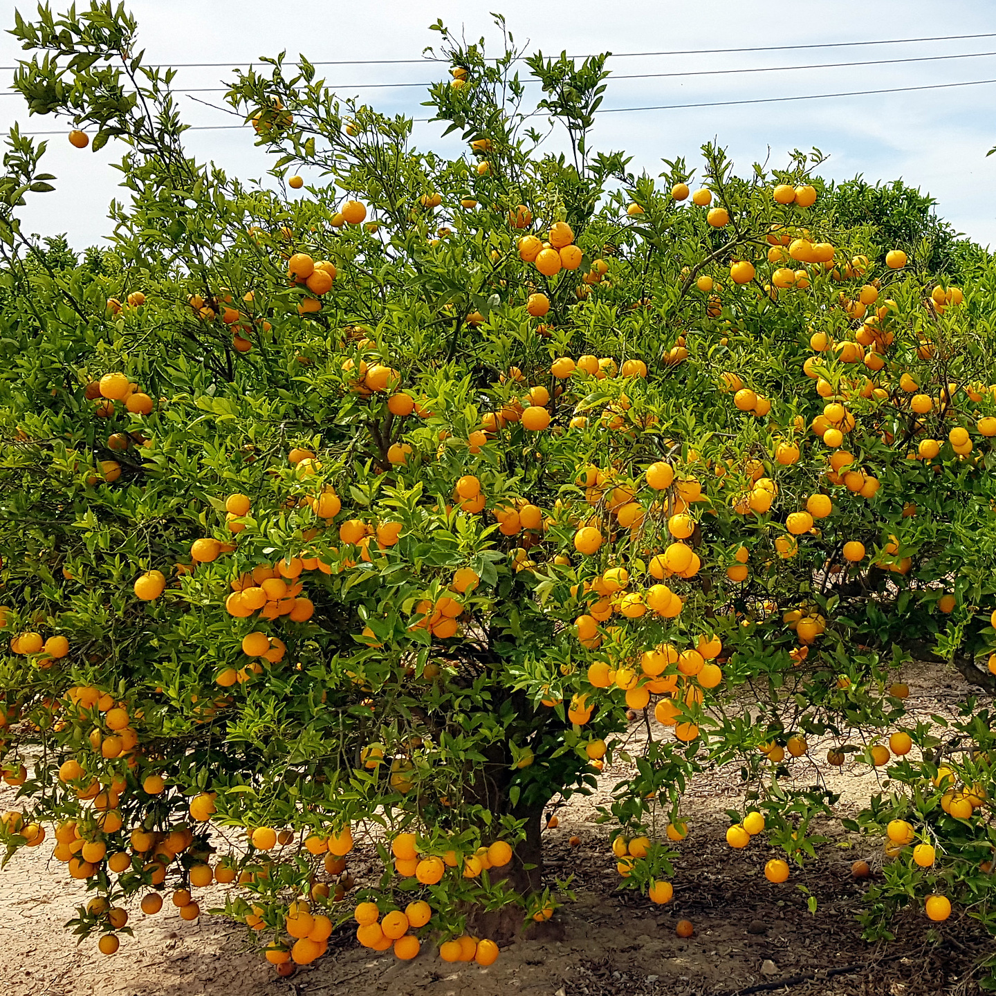 cabezogordo-orangetree.jpg