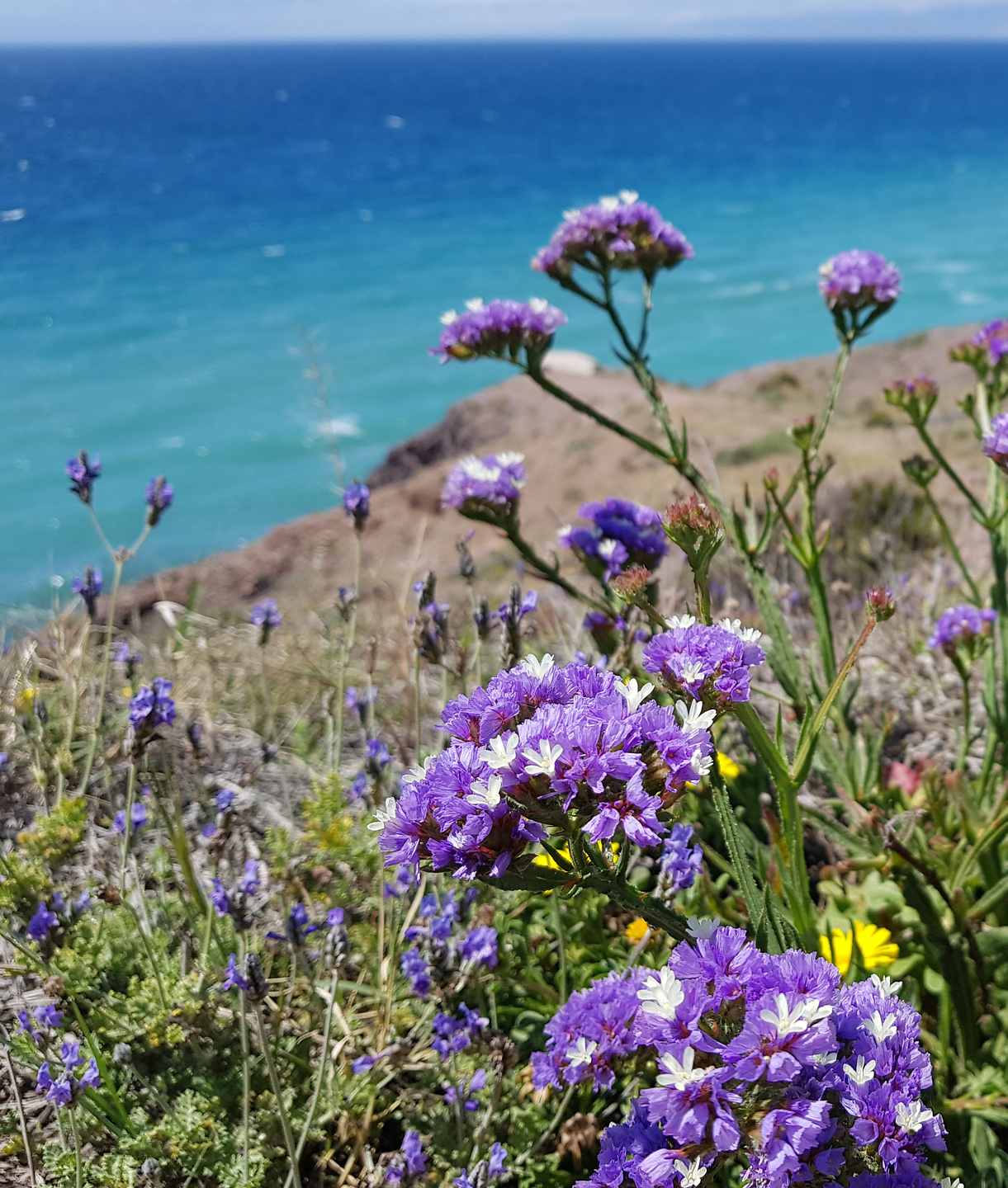 cabodegata-flowers.jpg