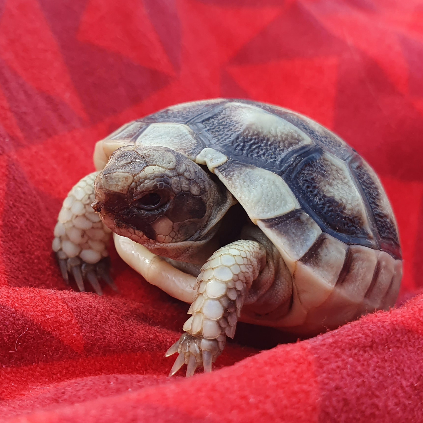 olbia-turtle.jpg