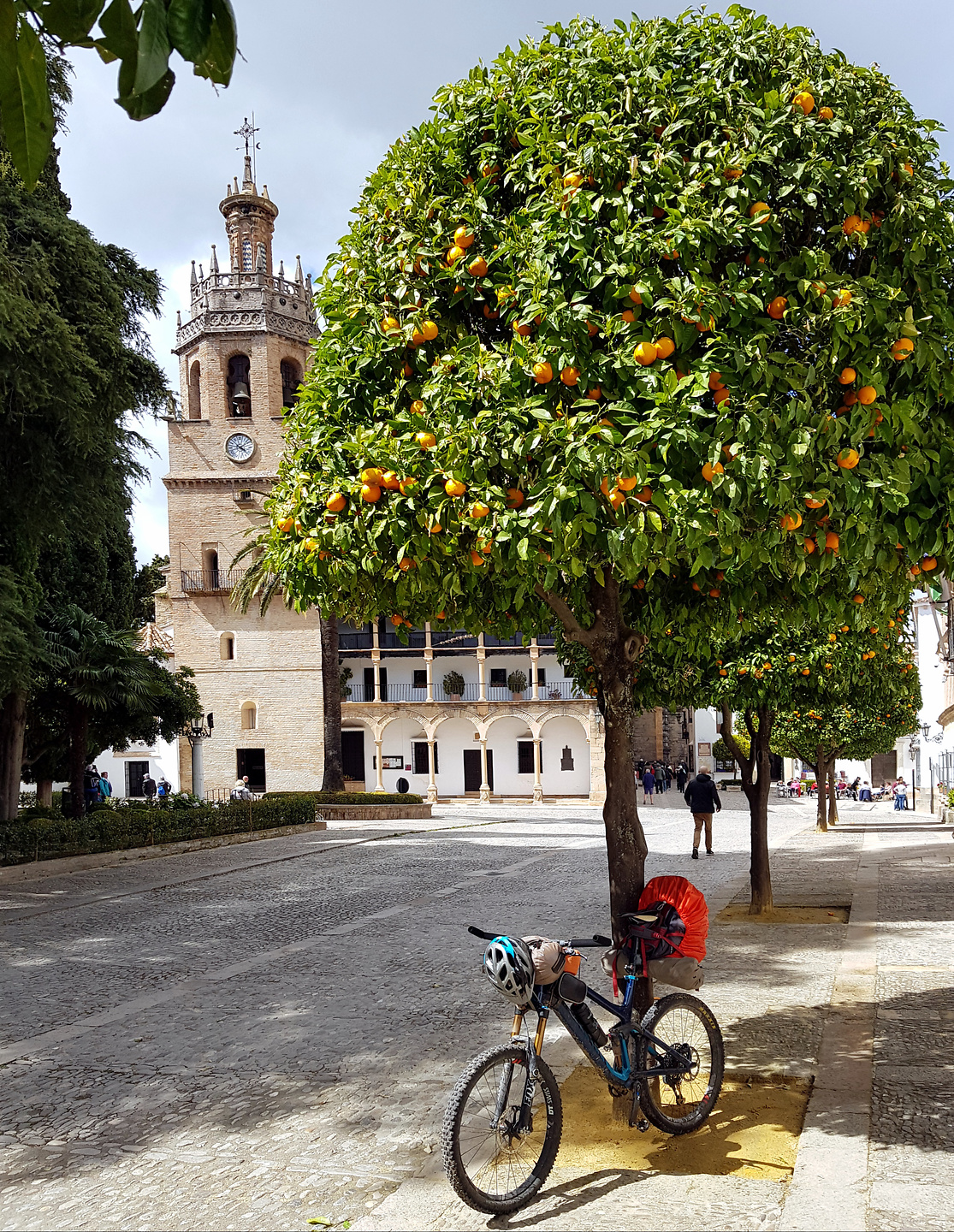 ronda-orangetree.jpg