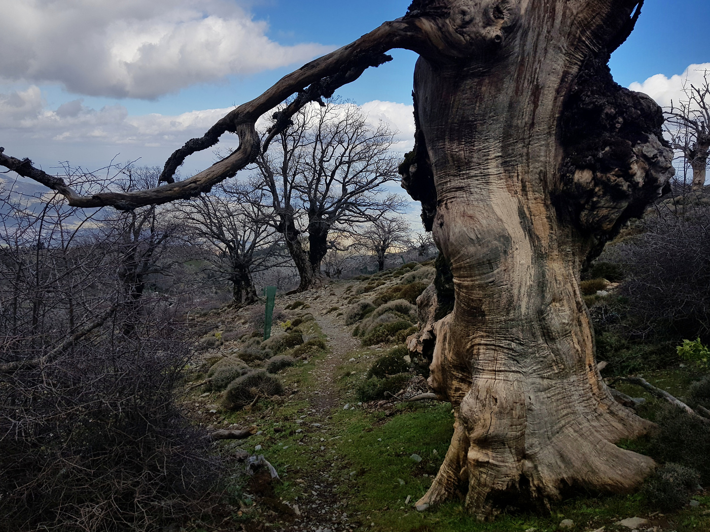 sierranieves-tree.jpg