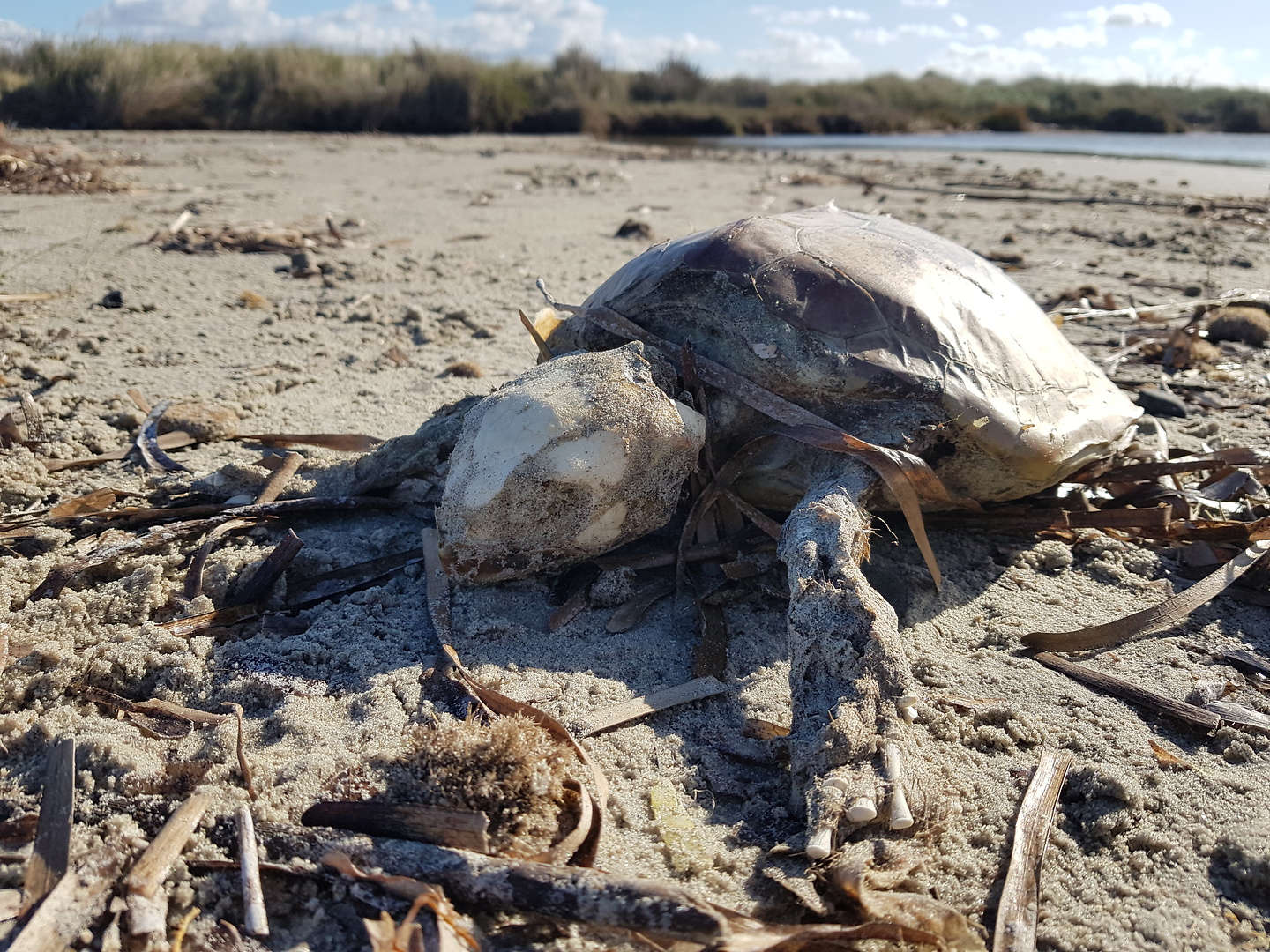 trapani-turtle.jpg