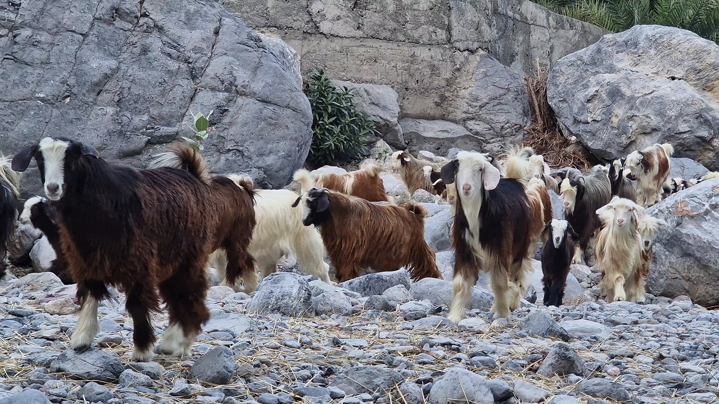 nakhal-goats.jpg