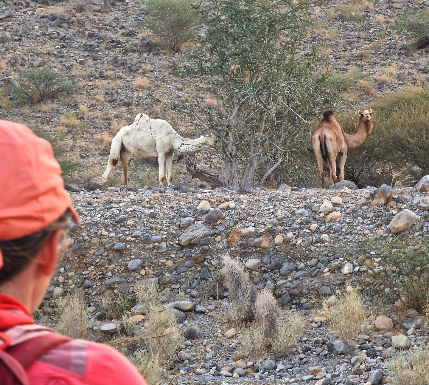 wadikamah-camels.jpg