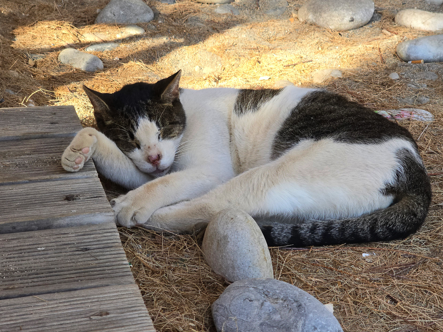 agiosnik-cat1.jpg