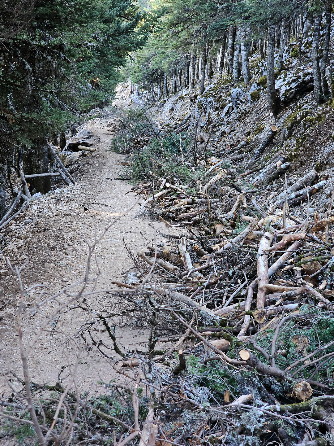 ainos-trail3.jpg