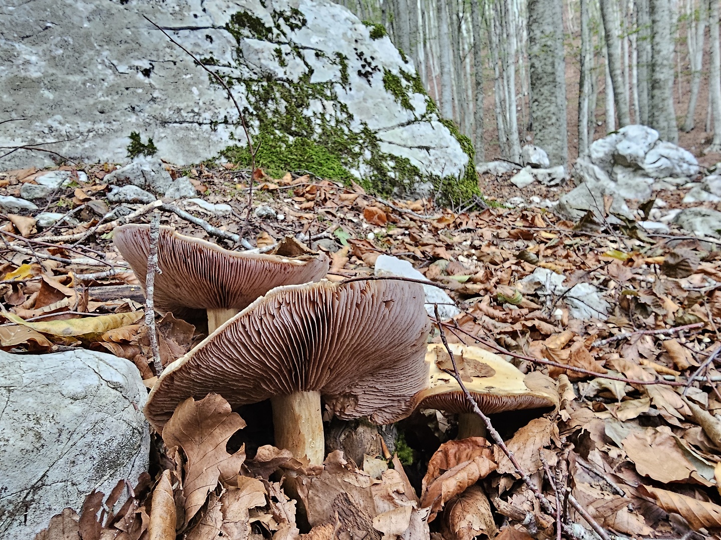 cervati-trail11.jpg