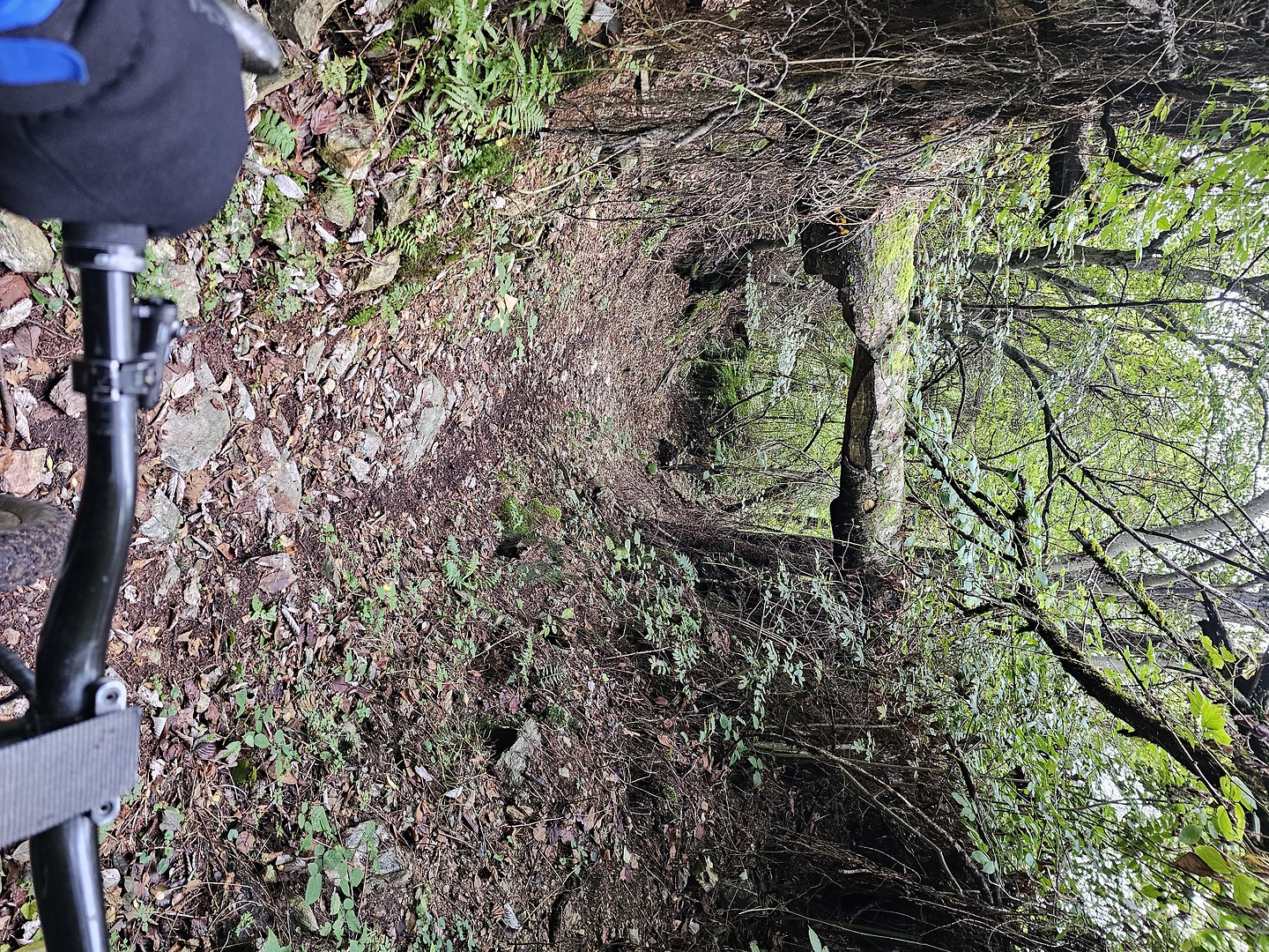 levico-trail4.jpg