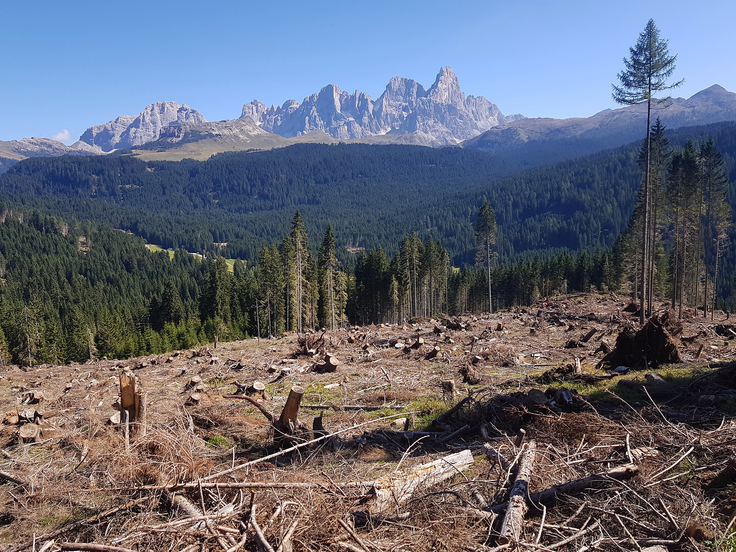 paneveggio-deadtrees.jpg