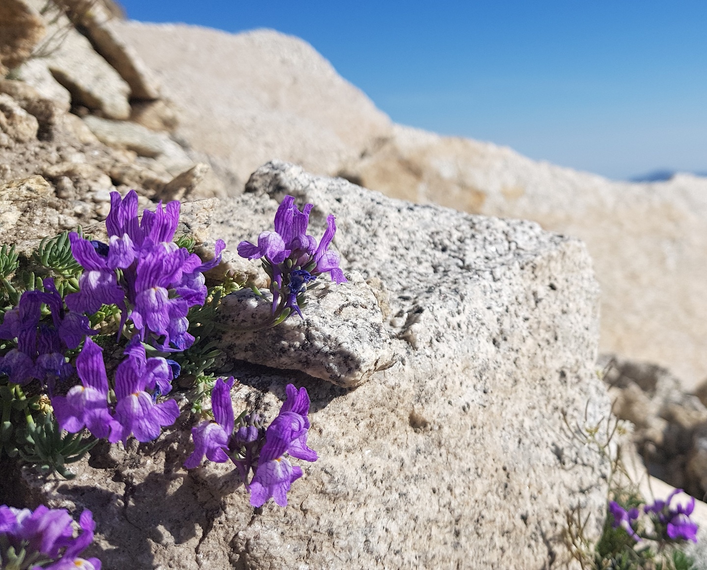 aneto-uphill6.jpg