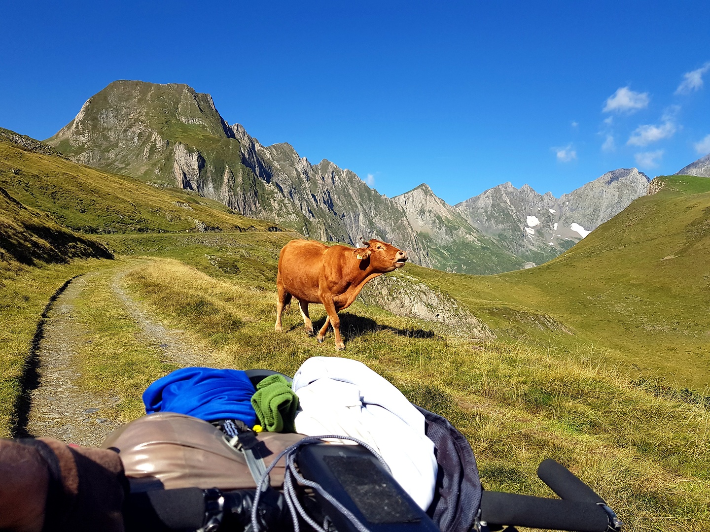 aula-cow2.jpg