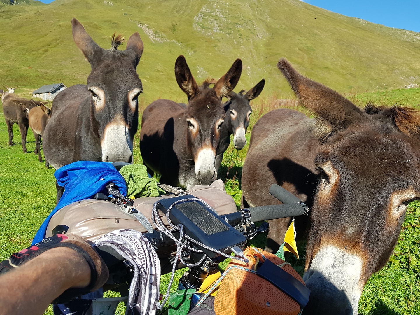aula-donkeys1.jpg
