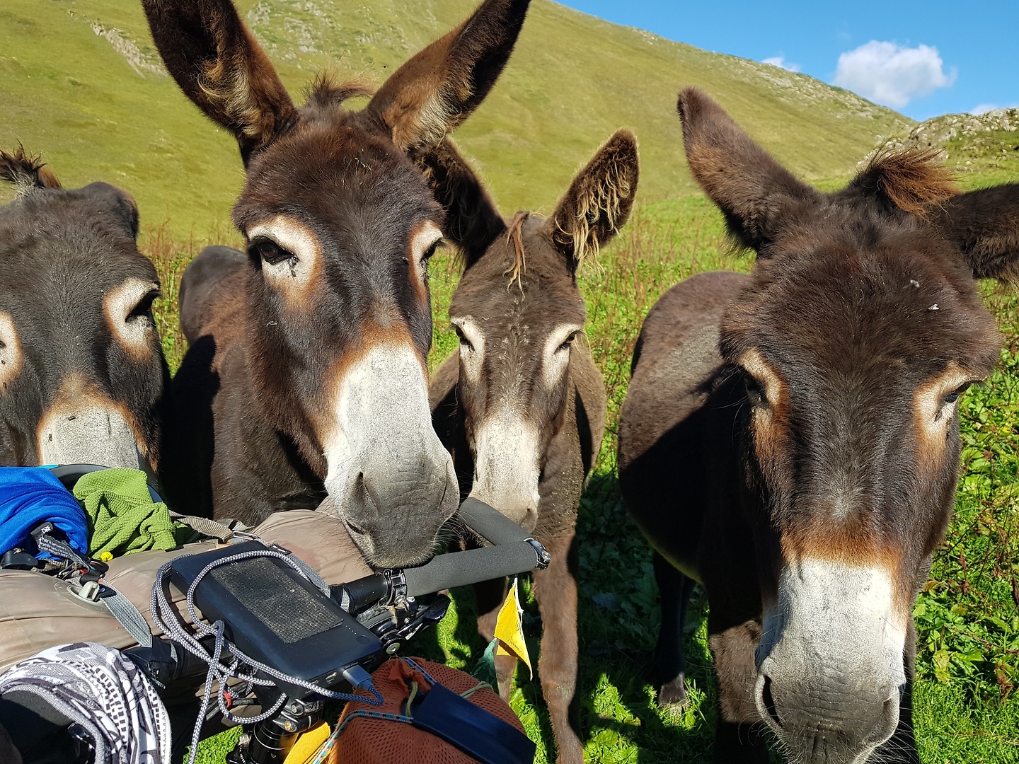 aula-donkeys2.jpg