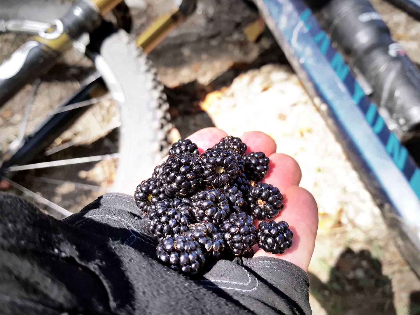 banyuls-blackberries1.jpg