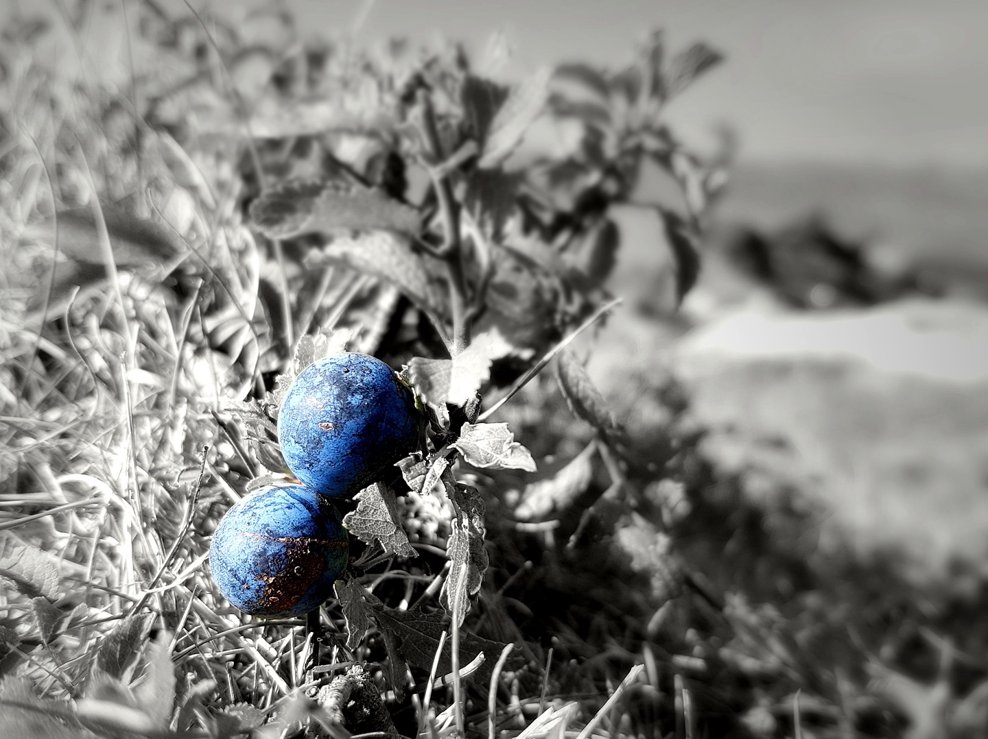 banyuls-blueberry2.jpg